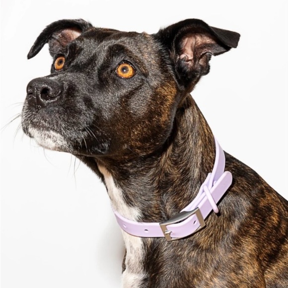 NWT - Wild One Dog Collar (Size Small) - Picture 2 of 3